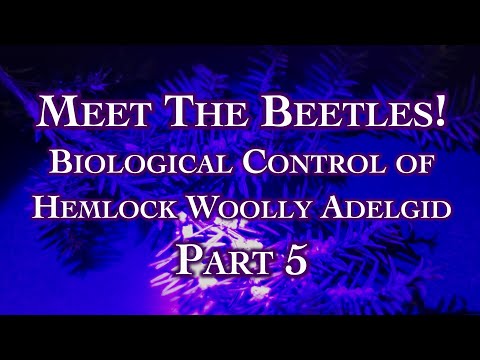 Meet The Beetles! Biological Control of Hemlock Woolly Adelgid Part 5