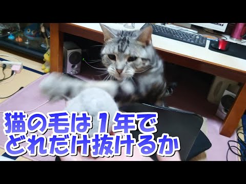 １年間の猫の抜け毛の量！猫玉ドラゴンボール（アメリカンショートヘア）