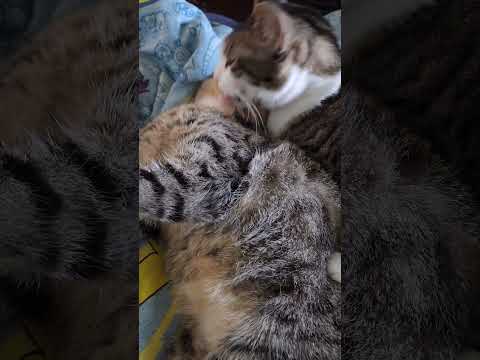 Cat Grooming With Neck Biting #Shorts