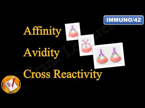 Affinity, Avidity and Cross Reactivity (FL-Immuno/42)