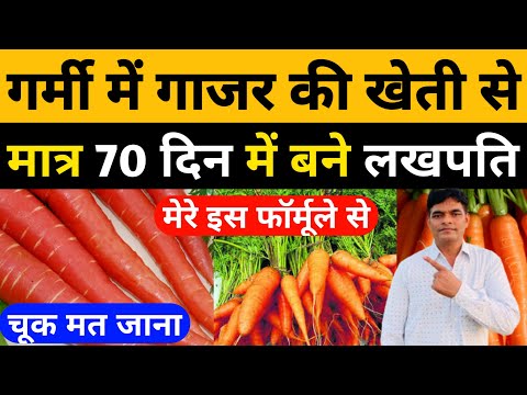 गर्मी में गाजर की खेती से मात्र 70 दिन में बने लखपति। गाजर की खेती। Carrot Farming।Gajar ki kheti