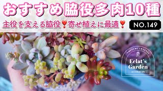 NO.149【多肉植物】寄せ植えに最適❣️おすすめ多肉10種