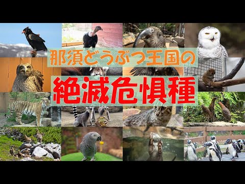 【知っていますか】那須どうぶつ王国の絶滅危惧種【20種】