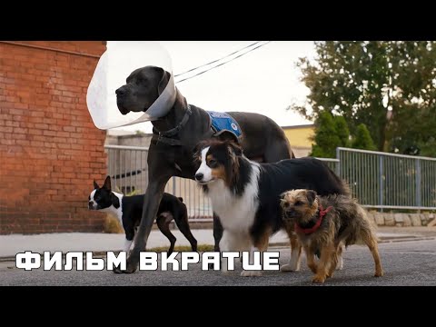 Отвязные дворняги (2023) - Фильм Вкратце