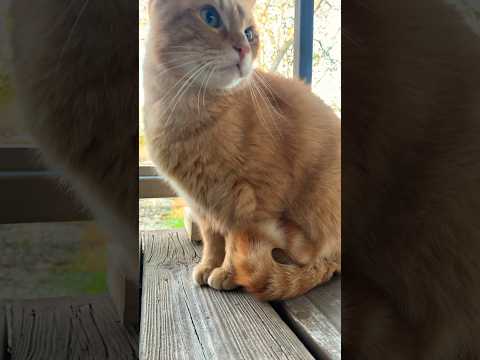 Friend #catshorts #catvideos #texas #countrylife #precious #orangecat #catlovers #toebeans #catpaws