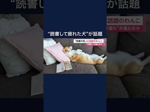 「読書して疲れた犬」が話題　実は「読書の秋」よりも「食欲の秋」　大好物のサツマイモを楽しむ #shorts