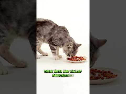 How Long Should Cats Be On A RX Diet? | Two Crazy Cat Ladies #cats #cattips