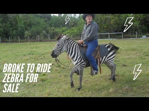 Broke to Ride Zebra for Sale in Jupiter, FL