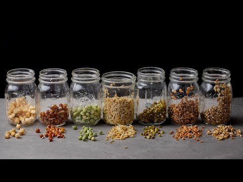 Sprouting Beans | Sprouting Moong Beans