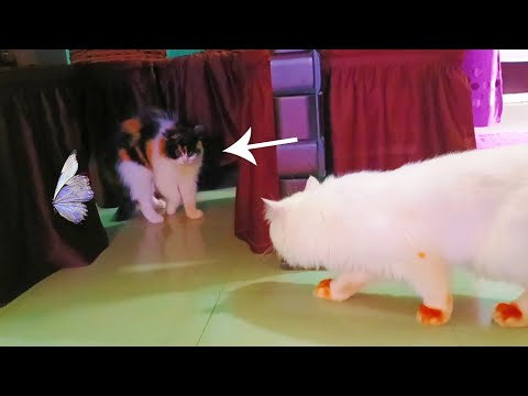 How to Introduce a New Cat to Your Cat!