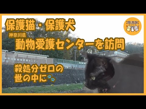 猫活部ちゃんねる＃005 動物愛護センター【4K】