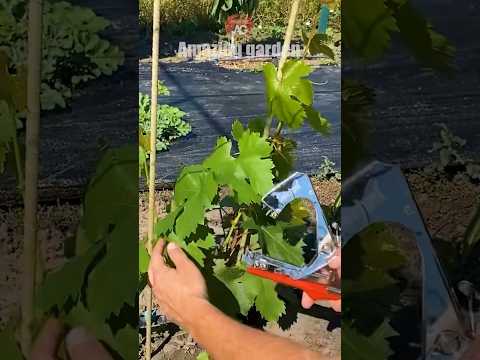 Caring for an annual grape bush, tying and removing suckers #grape #caring #suckers