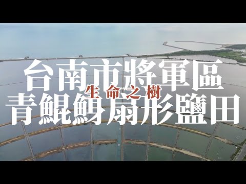 Cody Francis - Old Pen丨青鯤鯓扇形鹽田丨生命之樹丨雲嘉南濱海國家風景區丨空拍丨Mini3 Pro