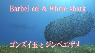 ゴンズイ玉とジンベエザメ　Barbel eel and Whale shark　ごんずい玉