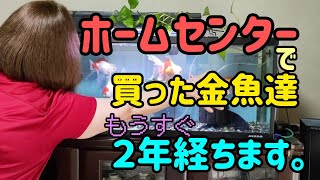 [丸物金魚水槽]　丹頂　獅子頭　出目金　ホームセンターで購入もうすぐ２年…大きくなりました。