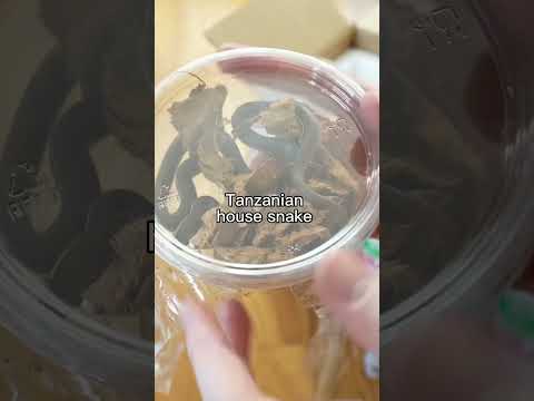 Unboxing an adorable pair of new snakes