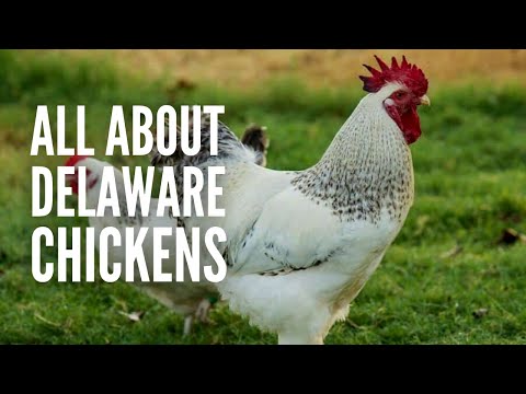 Delaware Chickens – Breed Profile, Facts and Care