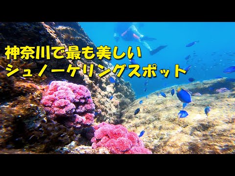 Cape Manazuru, the most beautiful snorkeling spot in Kanagawa [4K]