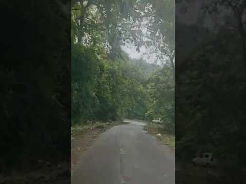 Jungle safari in Munnar ❤️❤️ #travel #munnar #jeep -#love #ytshorts #shortstiktok #nature #youtube