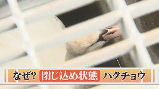 水路で動けなくなったハクチョウ…見つけたのはお散歩中の園児　その結末は？