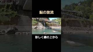 琵琶湖産の稚鮎700 kgを放流！　#shouts＃鮎の放流＃勝浦川漁業協同組合