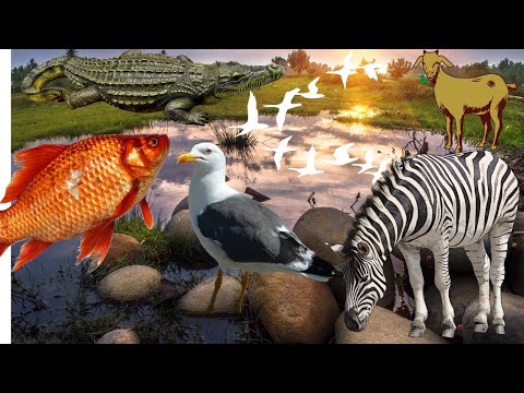 Animal habitats in the world - birds fish crocodiles zebras goats - animal sounds