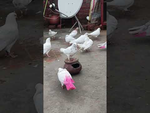 #pigeon#shortvideos  #kabutarstatus#youtube  #kabootar#bird #kabutar  #kabuterbaaz#pigeonloves