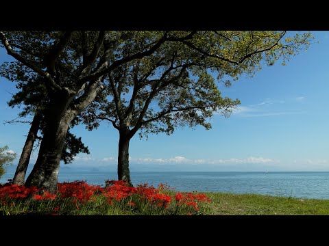 4K SHIGA [viewTV-113] 琵琶湖 湖西の初秋 "West of the Lake Biwa Early Autumn"