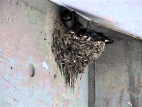 swallow feeding - Normal speed Movie