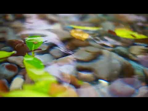 複眼影像 01 | 在池塘邊游來游去的樹葉們 ｜Compound eye image 01 | Leaves swimming around the pond