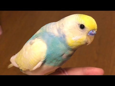 一生懸命考えて逃げるという判断に至ったインコ