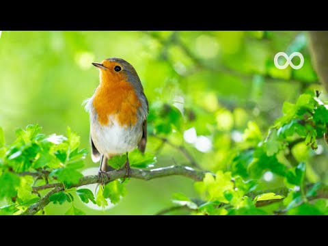 Peaceful Relaxing Music - Piano & Guitar Relaxing Music for Study, Sleep, Meditation (Axel)