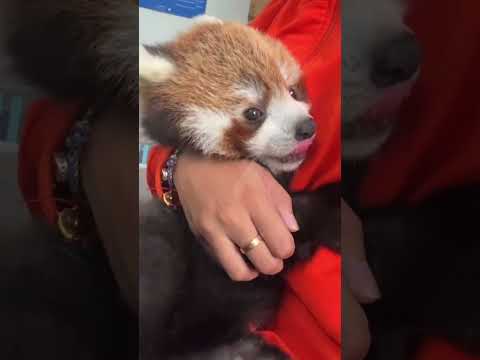 It's great to have a red panda brand warm baby in winter. Red panda warm baby