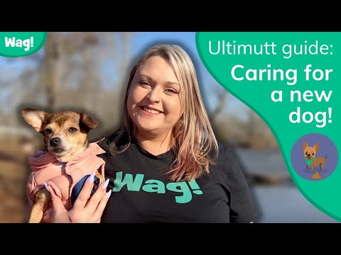 Caring for a New Dog! | Wag!