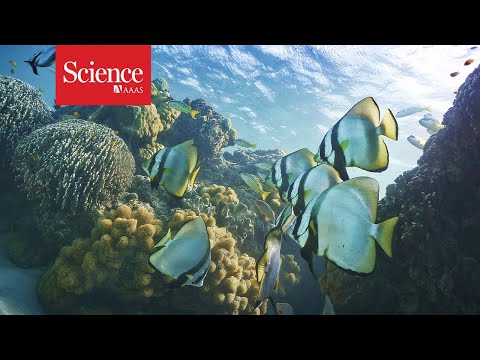 Watch—and hear—the impact human noises have on marine life