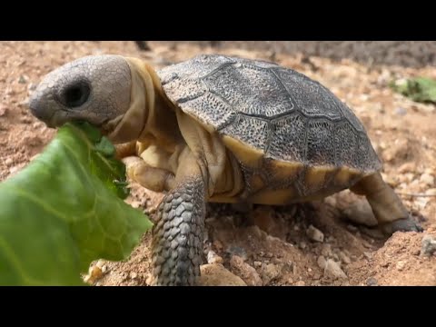 CLIMATE MATTERS: Impacts on the Sonoran Desert Tortoise