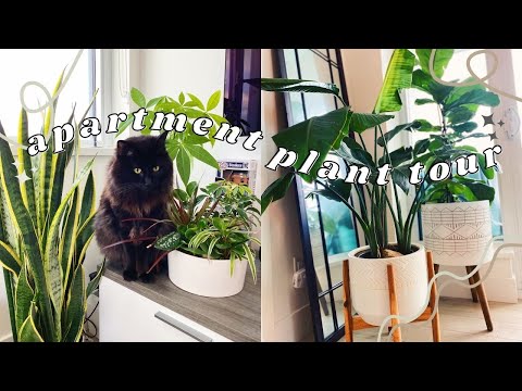 Tiffy Vlogs #7 - HOUSEPLANT TOUR | Tips and Tricks, My Favourite Houseplants, What I Eat in a Day