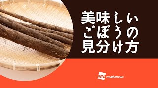 表面や切り口に注目！ おいしいゴボウの選び方