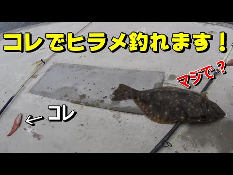 【ヒラメ釣り】アジが釣れなくても諦めないで！簡単に釣れるあの魚を泳がせたらヒラメが釣れる！【52釣目】　flounder is easy to catch!