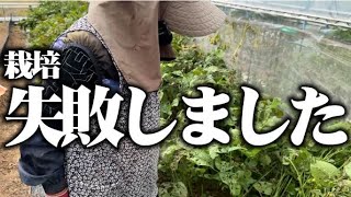 【分かる人教えてください】いろいろ栽培失敗しました【ゴボウ】【丹波の黒豆】【ヤーコン】