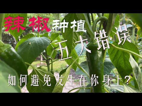 【渔耕笔记】种辣椒 | 常见的五大辣椒种植错误及如何避免发生