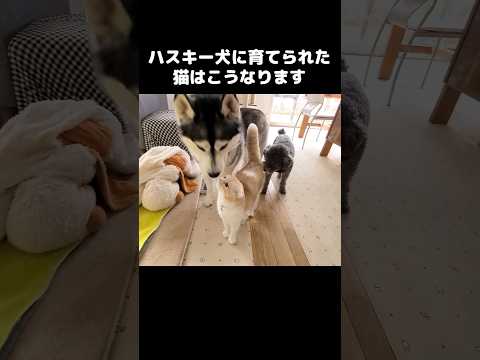 ハスキー犬に育てられた猫はこうなります...#shots