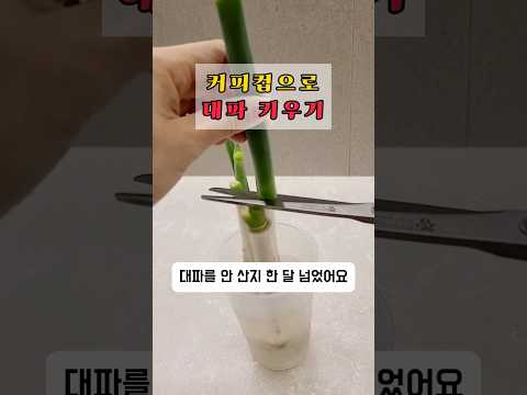 대파 키우기&커피컵 재활용 꿀팁