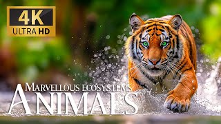 Marvellous Animals Ecosystems 4K HDR 120FPS 🐾 Dicovery Gorgeous Film with Smooth Piano Music