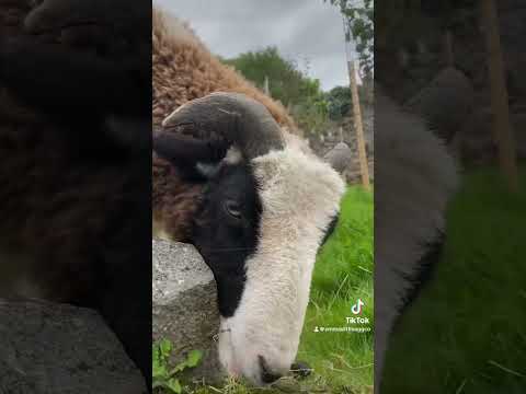 Dave 🐑 🥰 #pet #lamb #dave