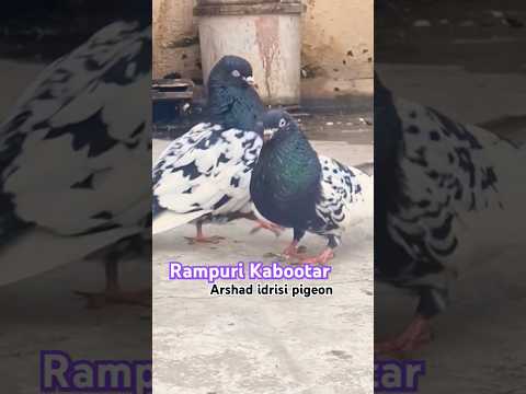 Rampuri pigeons ! #pigeonvideo #pigeonstatus #youtubeshorts #pigeonvideo #kabutarkivideo