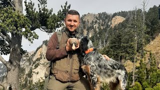 Englishsetter Hunting,Iago,Thëllëza #hunting #mountains