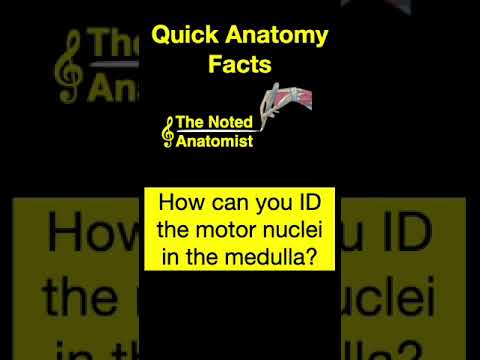 Medulla Motor Nuclei #shorts  #brainanatomy #biology #anatomy