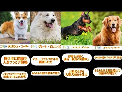 犬の人気犬種の比較動画つくってみた【比較】【ランキング】