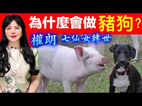 動物豬狗身，前世做了什麼錯事？權朗，玄學家｜2024年90個神準預言 樣樣中玄學家｜2023年137個神準預言 全成真